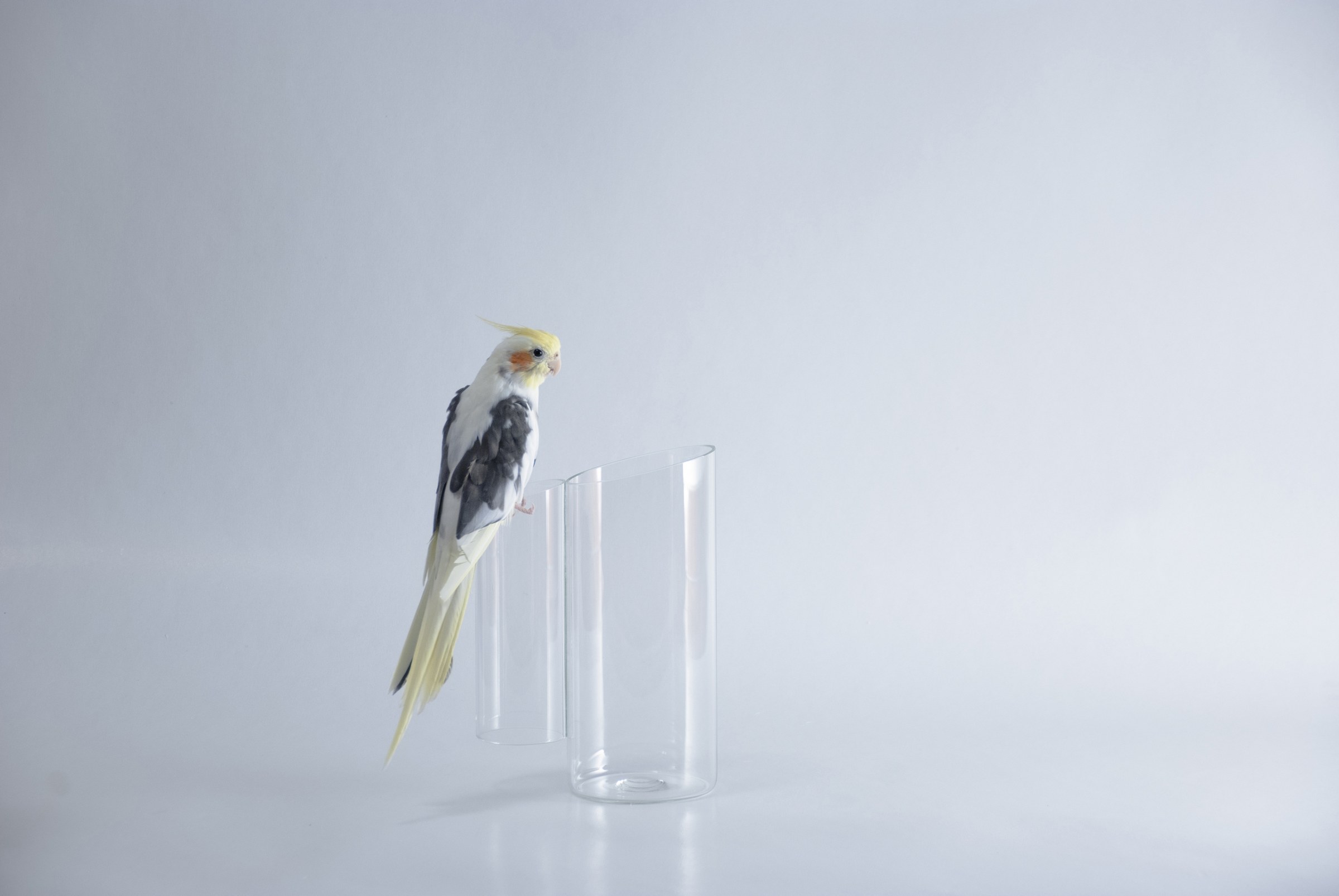 Brocca To-Be in transparent borosilicate glass, made of two adjoining tubes